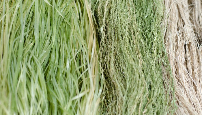 The Different Types of Hemp: Fiber, Grain and CBD-Rich